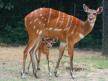 antilopa sitatunga