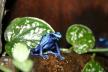 otrovna plava žaba