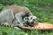 prstenastorepi lemur mama i mladunac