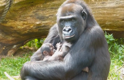 majka gorila s blizancima
