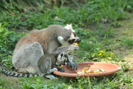 prstenastorepi lemur mama i mladunac