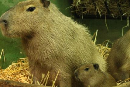 kapibara mama i mladunac