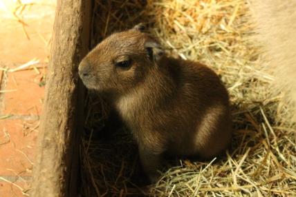kapibara mladunac