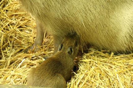 kapibara mladunac sisa