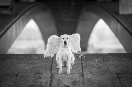 pas Anđeo