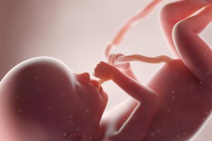 razvoj bebe u maternici