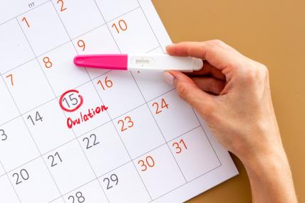 ovulacijski kalendar