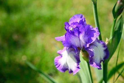 cvijet iris