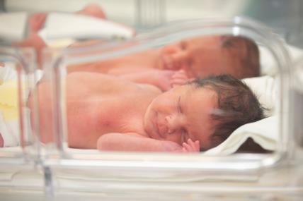 blizanci u unkubatoru