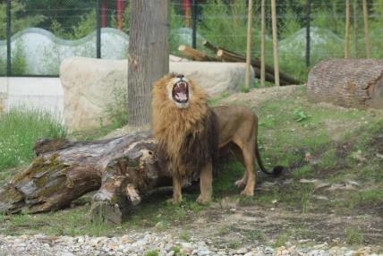 lavlje-slavlje-u-zooloskom-vrtu