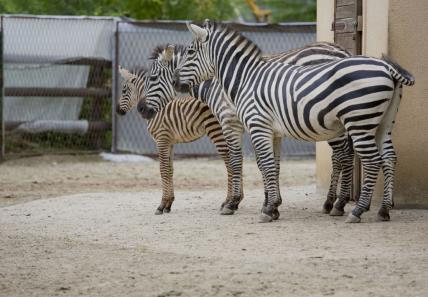novi-stanovnici-zoo-vrta-zenka-crvene-pande-i-mala-zebra
