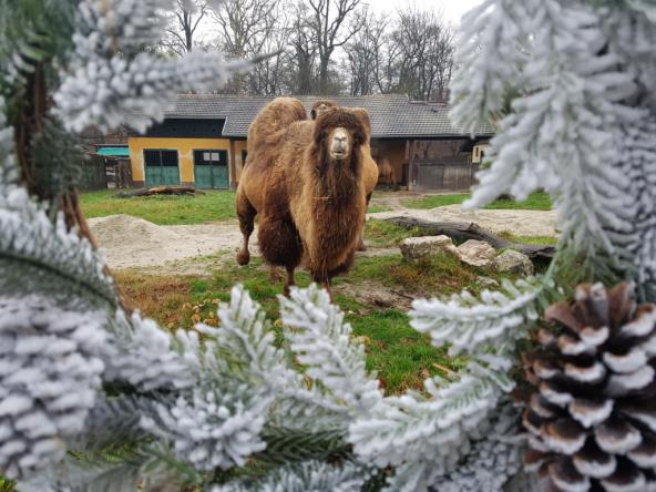 advent-pocinje-stanovnicima-zagrebackog-zoo-vrtu