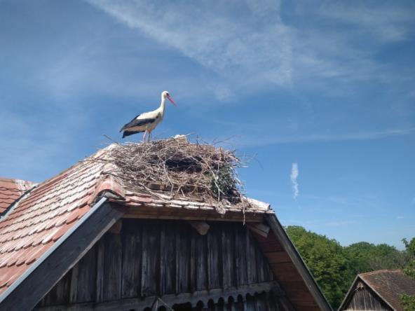 aktivni-vikend-na-dan-sela-roda-saznajte-zasto-rode-vole-cigoc-i-ukljucite-se-u-lonja-bike-tour