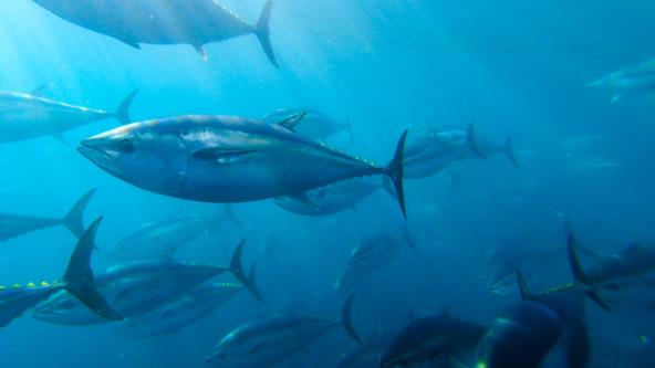 storygourmet-u-posjetu-dunji-i-anti-gotovini-i-njihovoj-farmi-tuna