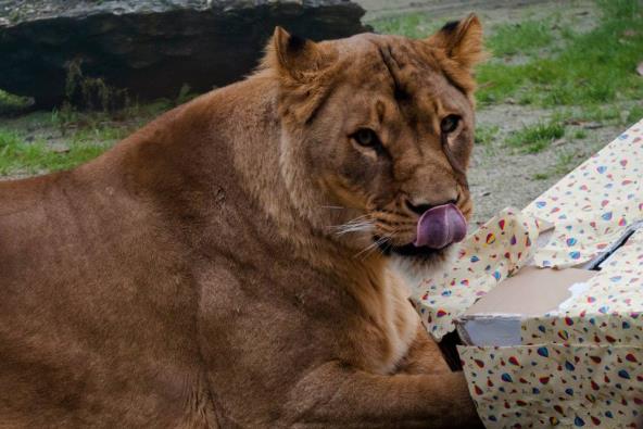 Bozic za zivotinje u ZOO vrtu