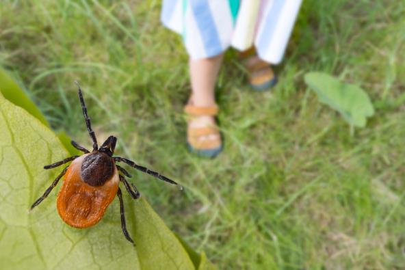 krpelji izazivaju infekcije, treba ih pravilno izvaditi